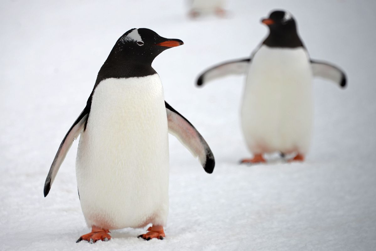 11E Gentoo Penguins On Quark Expeditions Antarctica Cruise
